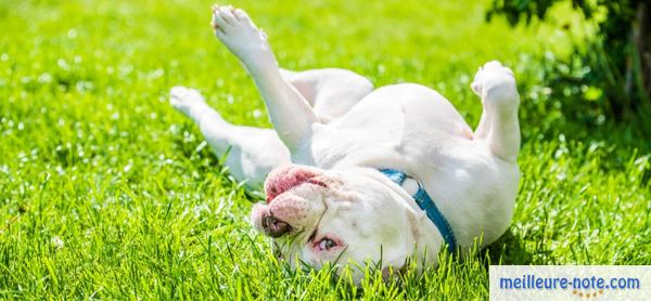 un chien blanc joue dans le jardin