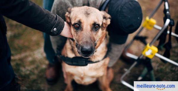 Un gros chien handicapé pris soin par ses propriétaires