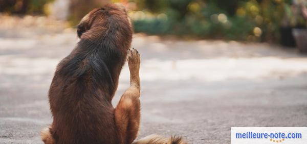 un chien qui se gratte vue de dos