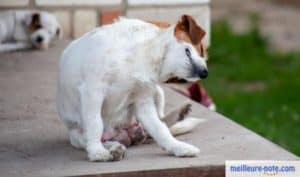 un chiot blanc qui se gratte 