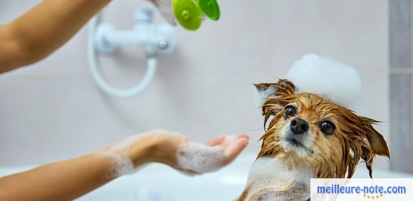 petit chiot qui prend son bain