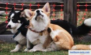 deux chiots dans le jardin