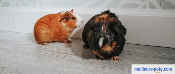 deux hamsters à l'intérieur