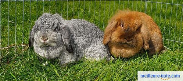 Deux gros lapins dans leur enclos