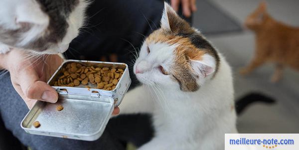 deux chats qui regardent des friandises dans une boite en métal