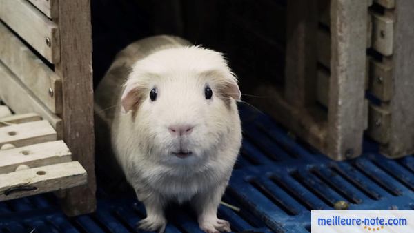 un joli hamster blanc