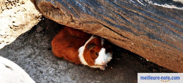 un hamster marron se cache