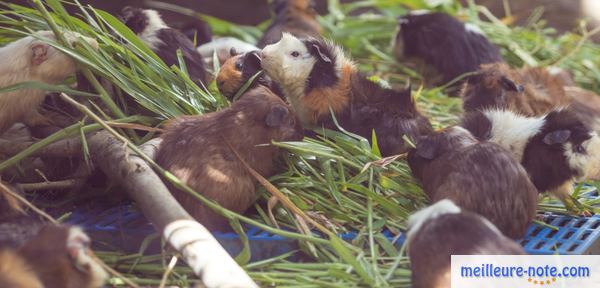 des hamsters mangent des herbes