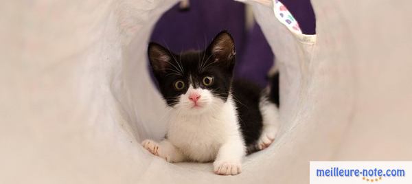 Un chat qui joue à cache cache dans son tunnel