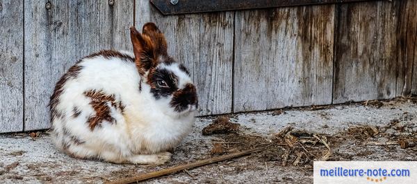 un lapin blanc et noir se repose