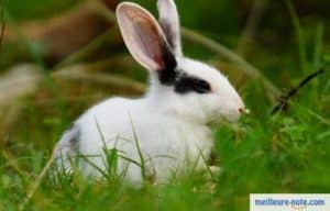 un lapin blanc distrait