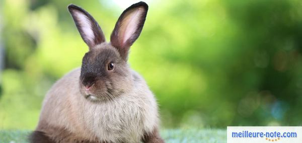 un jolie lapin dans le jardin