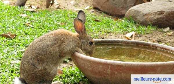 un gros lapin boit de l'eau