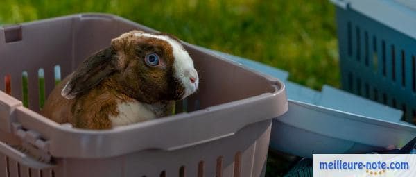 Un lapin dans sa cage de transport