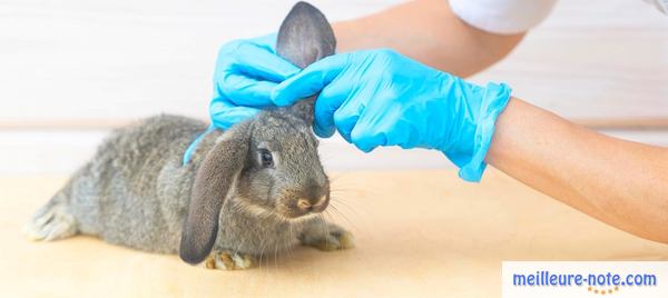 Un lapin qui a des dépôts dans les oreilles