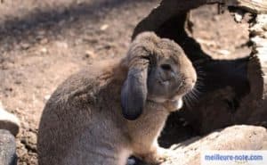 un lapin près de son tunnel