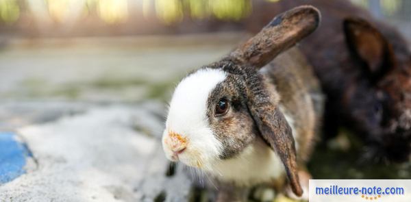 un petit lapin dans un parc