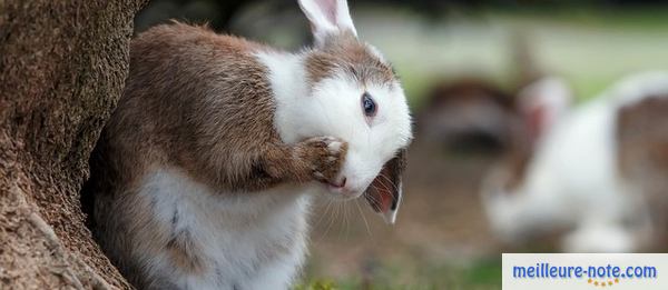 Un lapin qui a des problèmes dentaires