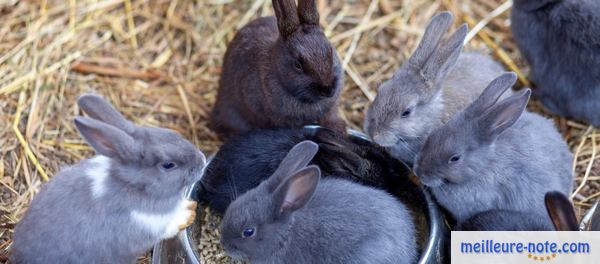 des lapins gris avec sa gamelle