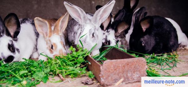 des lapin mange dans leur enclos