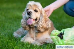 un chien avec son maître dans le jardin