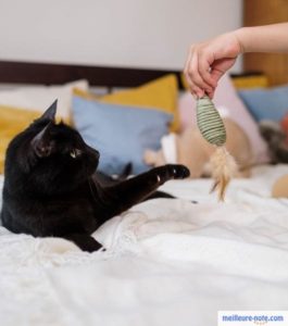 Un chat noir qui joue avec son maître