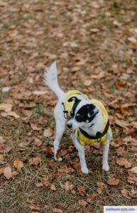 Un petit chien dans le parc