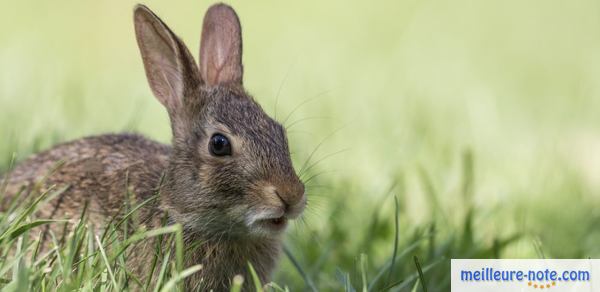 un jolie lapin joue