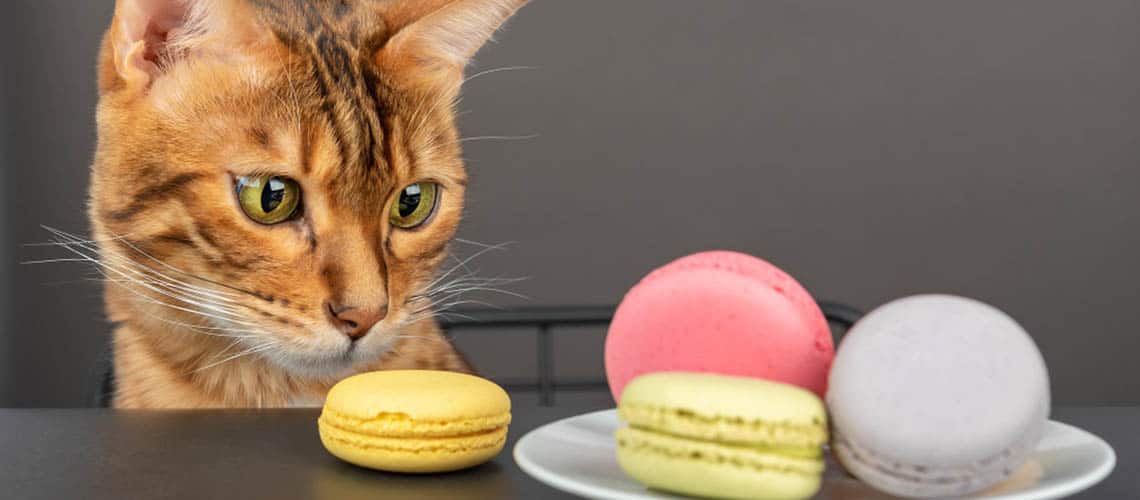 chat qui regarde une assiette de macarons posée sur la table