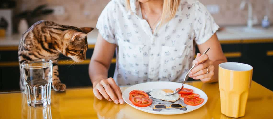 Nos 5 Meilleures Recettes Maison Pour Le Repas Du Chat En Juillet 22