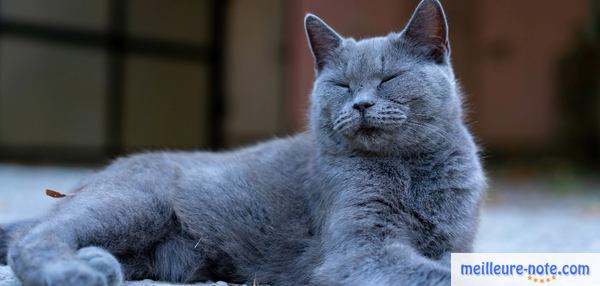 un chat siamois gris se repose