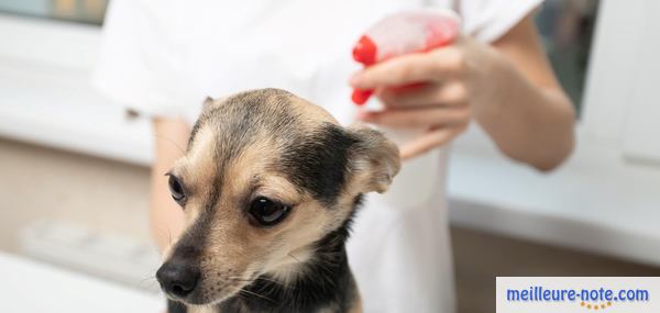 un chiot chez le vétérinaire