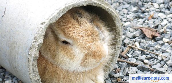 un petit lapin dans un tunnel