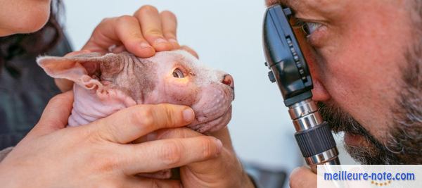 Un vétérinaire qui examine les yeux d'un chat