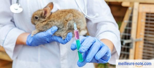 Un vétérinaire qui tient un vaccin pour lapin