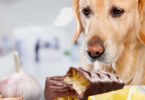 Aliments toxiques pour chien