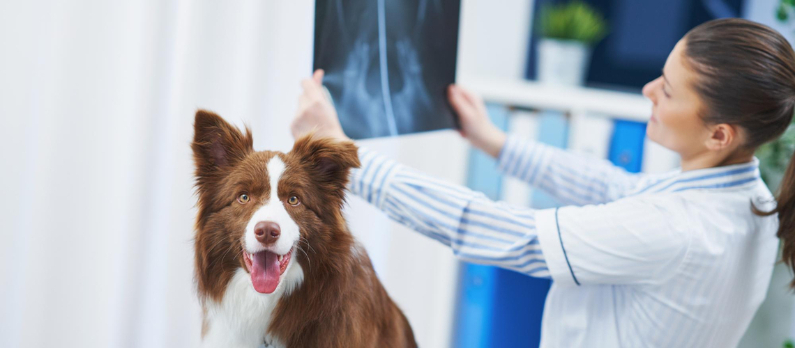 Alimentation pour chien avec arthrose