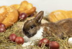 alimentation lapin