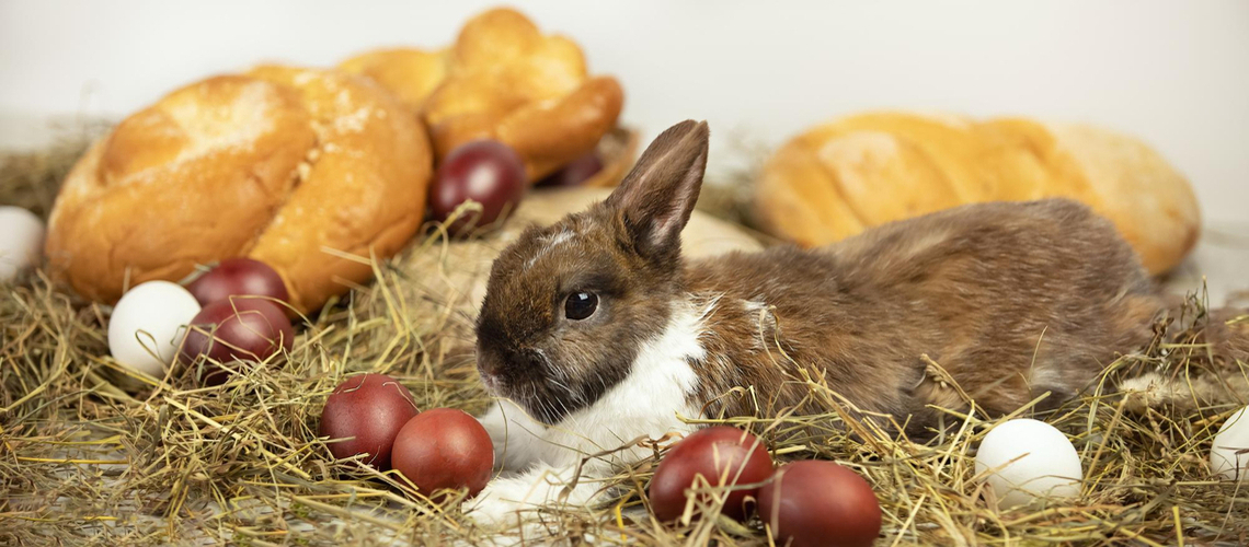 alimentation lapin