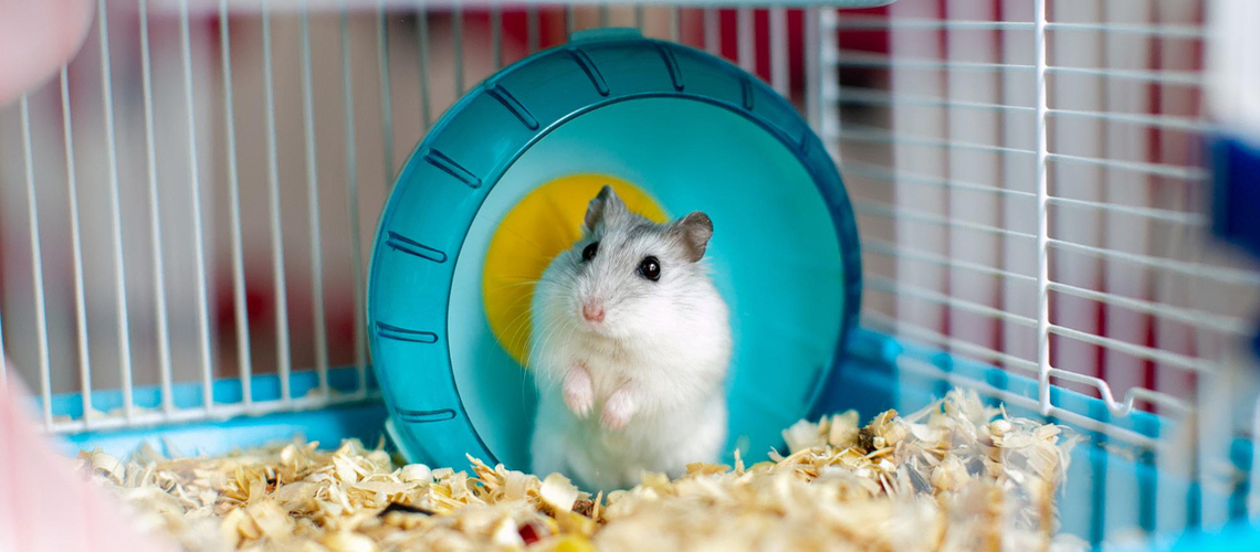 aménagement cage hamster