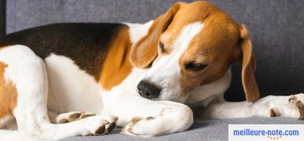 un beau chien marron et blanc