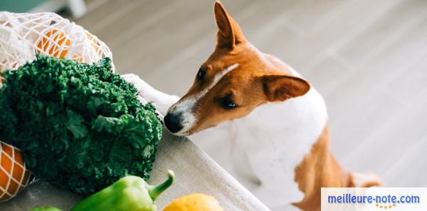 un beau chien à l'intérieur