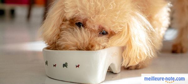 un chien poilu mange dans sa gamelle