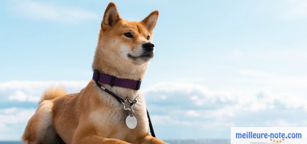 un beau chien porte un collier