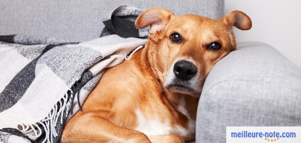 un chien marron qui se repose