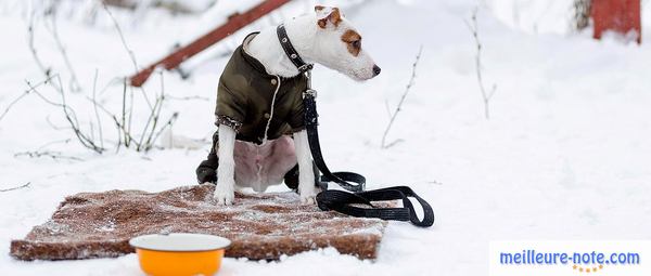 un chien blanc refuse sa nourriture 