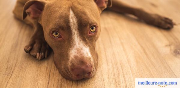 un chien marron qui est stressé