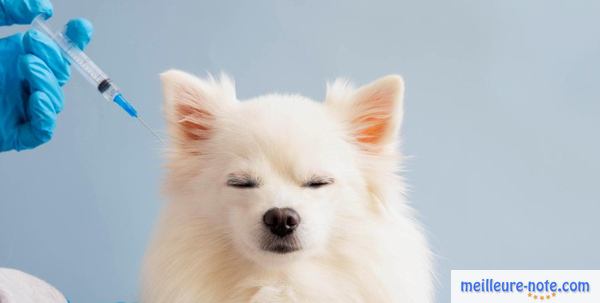 un beau chien blanc prend son vaccin