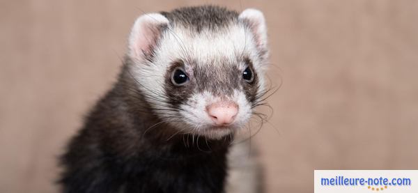 un furet noir et blanc regarde