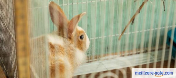 un lapin dans une cage en toile